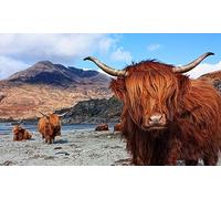 Adults Jigsaw Puzzles Toys 1000 Pieces, Highland Scottish Cow Art Jigsaw Puzzles 50x70CM