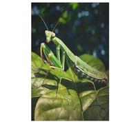 Adults Kids Puzzle Jigsaw 1000 Pieces Praying Mantis Wooden Puzzles Educational Game Toy Family Decoration （78×53cm）