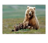 Adults puzzle 1000 pieces, bear puzzle, suitable for family games and wall decoration painting.
