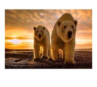Adults puzzle 1000 pieces, polar bear puzzle, suitable for family games and wall decoration painting.