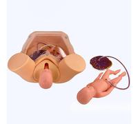 Advanced Birth Simulator with Anatomical Manikin and Membrane Model for Maternal Birthing Teaching and Demonstration