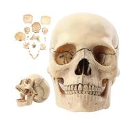 Advanced Detachable Skull Model 15 Parts Realistic Human Anatomy for Teaching and Study