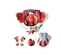 Advanced Female Pelvis Anatomy Model Detachable 4 Parts Female Pelvic Model Pelvic Floor Muscle Belt Genital Vascular Neuromuscular Uterus Human Anatomy Teaching Pelvis