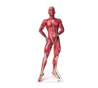 Advanced Graphics Anatomy Muscle System Life Size Cardboard Cutout Standup