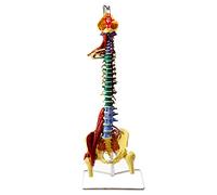 Advanced Human Spine and Pelvis Model - Realistic Anatomical Flexible Spine for Education and Muscle Study - Movable Lumbar and Femur Model