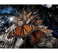 Advanced Topics-Low Light