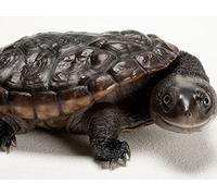 Advanced Topics-Macro Photography