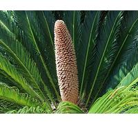 Advent of Seeds: Cycads and Ginkgoes