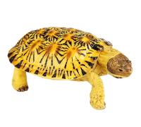 AENIMELY Pancake Tortoise Figurine (Spotted Shell) - Realistic Solid Plastic Land Turtle Model, Science Display, Cake Topper, Nature Diorama Decor