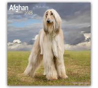 Afghan Calendar 2025 Square Dog Breed Wall Calendar - 16 Month 9781804603017
