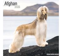 Afghan 2026 Calendar | Square Wall Calendar | Dog Breed Gift | Plastic Free Packaging | by Avonside Publishing