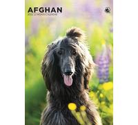 Afghan Dog 2026 Calendar, A3, Wirobound, Full Colour