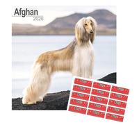 Afghan Hound Calendar 2026 | Square Dog Breed Wall Calendar | 16 Month | With Free Organisational Stickers, Afgan Hound Gift