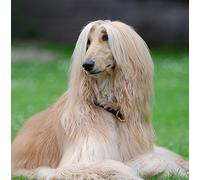 Afghan Hound Dog Greeting Card Square - Gift Idea Special Occasion Blank Inside with Envelope Premium Unique Design Animal Cute Illustrated Wildlife Quality Included UK Designed