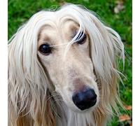 Afghan Hound Dog Greeting Card Square - Gift Idea Special Occasion Blank Inside with Envelope Premium Unique Design Animal Cute Illustrated Wildlife Quality Included UK Designed
