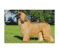 Afghan Hound in All Its Splendor，Puzzle 1000 Pieces Wooden Puzzle Adult Children'S Educational Toy Family Decompression Game（75x50cm）-AA58