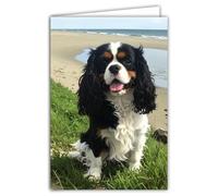 AFIE Dog Photo Greeting Card, Format 17 x 11.5 cm, White Interior with Envelope, Modern Illustrated Style, Made in France