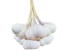 Africa Select Green Fresh Garlic | 1KG | 100% Fresh Vegetable | White Image of Actual Sold product