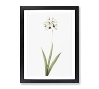 African Corn Lily Flowers By Pierre Joseph Redoute Vintage Framed Print | A2 Black Framed Wall Art | Ready to Hang | Classic Floral Picture | Living Room Bedroom Lounge Office