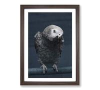 African Grey Parrot Framed Wall Art Print A2 Walnut