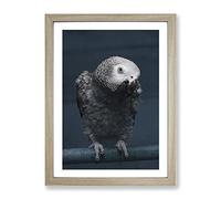 African Grey Parrot Modern Framed Print | A3 Oak Framed Wall Art | Ready to Hang | Modern Animal Picture | Living Room Bedroom Lounge Office