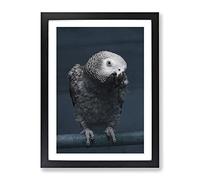 African Grey Parrot Modern Framed Print | A4 Black Framed Wall Art | Ready to Hang | Modern Animal Picture | Living Room Bedroom Lounge Office