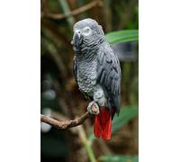 African Grey Parrots Wooden Jigsaw Puzzle,Jigsaw Puzzle challenging and Stimulating Puzzle Game_500pcs