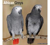African Greys 2027 Calendar | Square Wall Calendar | Bird Gift | Plastic Free Packaging | by Avonside Publishing