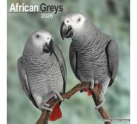 African Greys 2026 Calendar | Square Wall Calendar | Bird Gift | Plastic Free Packaging | by Avonside Publishing