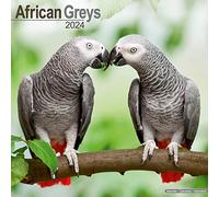 African Greys Calendar 2024 | Square Bird Wall Calendar - 16 Month