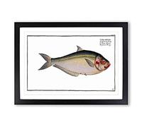 African Herring Fish by M.E. Bloch Framed Print | A2 Black Framed Wall Art | Ready to Hang | Modern Animal Picture | Living Room Bedroom Lounge Office