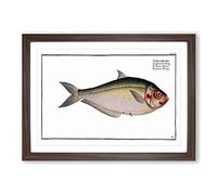 African Herring Fish by M.E. Bloch Framed Print | A2 Walnut Framed Wall Art | Ready to Hang | Modern Animal Picture | Living Room Bedroom Lounge Office