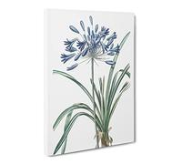 African Lily Flowers By Pierre Joseph Redoute Canvas Print | Gallery Wrapped 30mm Frame Wall Art | 30x20 inches | Ready to Hang | Retro Floral Picture | Living Room Bedroom Lounge Office