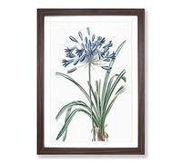African Lily Flowers by Pierre-Joseph Redoute Framed Print | A2 Walnut Framed Wall Art | Ready to Hang | Modern Floral Picture | Living Room Bedroom Lounge Office