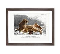 African Lion With Cubs By Charles D' Orbigny Vintage Framed Print | A4 Walnut Framed Wall Art | Ready to Hang | Classic Animal Picture | Living Room Bedroom Lounge Office