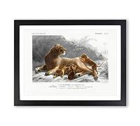 African Lion With Cubs By Charles D' Orbigny Vintage Framed Wall Art Print, Ready to Hang Picture for Living Room Bedroom Home Office Décor, Black A3 (46 x 34 cm)