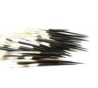 African Porcupine Quills 3-5" | 10 Pieces (Natural Bone) - Jewelry - Crafting - Art