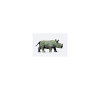 African Rhinoceros Calf