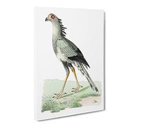 African Snake Eater Bird By George Shaw Canvas Print | Gallery Wrapped 30mm Frame Wall Art | 24x16 inches | Ready to Hang | Retro Animals Picture | Living Room Bedroom Lounge Office