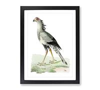 African Snake Eater Bird By George Shaw Vintage Framed Print | A2 Black Framed Wall Art | Ready to Hang | Classic Nature Picture | Living Room Bedroom Lounge Office