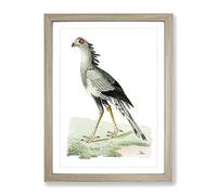 African Snake Eater Bird By George Shaw Vintage Framed Wall Art Print, Ready to Hang Picture for Living Room Bedroom Home Office Décor, Oak A2 (64 x 46 cm)