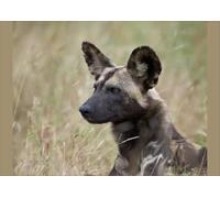 African Wild Dog Print, Kruger National Park, South Africa - Poster Print A2 (59.4 x 42cm) (9663421)