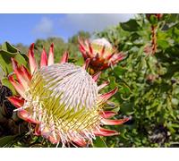 Africa's Trees, Plants, and Flowers