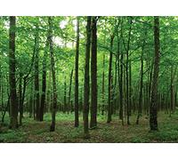 AG DESIGN Forest Giant Wall Poster, Non Woven, Multi-Colour, 160 x 110 cm