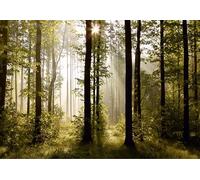 AG DESIGN Morning Forest Giant Wall Poster, Paper, Multi-Colour, 370 x 254 cm