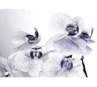 AG DESIGN Orchids Giant Wall Poster, Paper, Multi-Colour, 369 x 254 cm