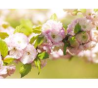 AG DESIGN Photo Wallpaper/Giant Wall Poster, Non-Woven, Multi-Colour, 160 x 110 cm