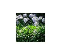 AGAPANTHUS Enigma. Lily of the NIle.