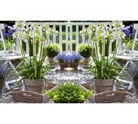 Agapanthus Potted Plant Collections: Agapanthus Twister 9cm/Three