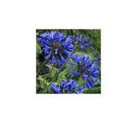 Agapanthus Sea Storm. The Nile Lily